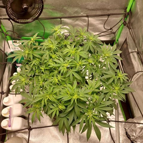Royal Cookies growlog timeline photo