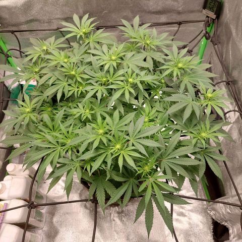 Royal Cookies growlog timeline photo