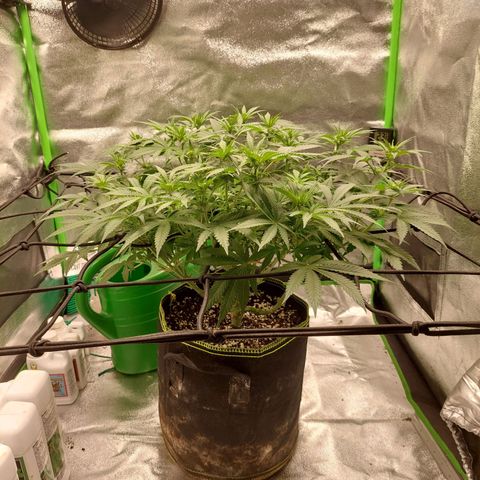 Royal Cookies growlog timeline photo