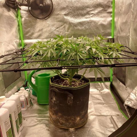 Royal Cookies growlog timeline photo
