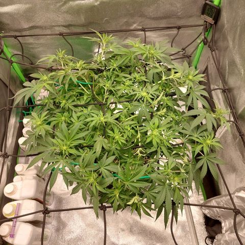 Royal Cookies growlog timeline photo
