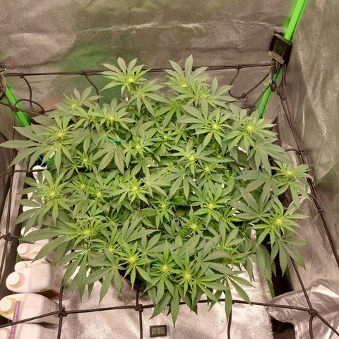 Royal Cookies growlog timeline photo