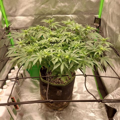 Royal Cookies growlog timeline photo