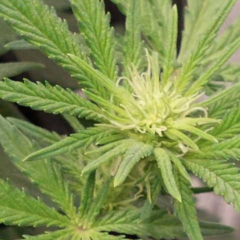 Royal Cookies growlog timeline photo