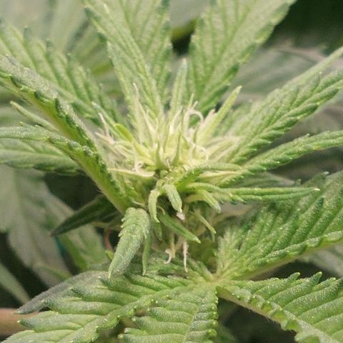 Royal Cookies growlog timeline photo