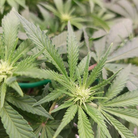 Royal Cookies growlog timeline photo