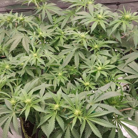Royal Cookies growlog timeline photo