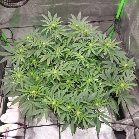 Royal Cookies growlog timeline photo