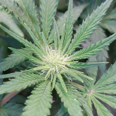Royal Cookies growlog timeline photo