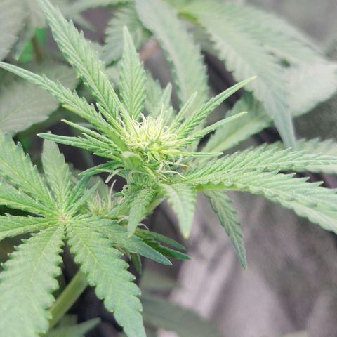 Royal Cookies growlog timeline photo