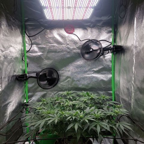 Royal Cookies growlog timeline photo