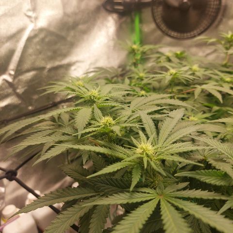 Royal Cookies growlog timeline photo