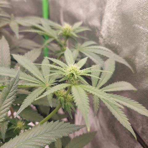 Royal Cookies growlog timeline photo