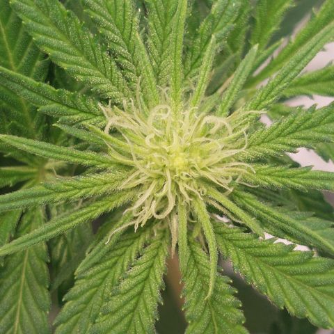 Royal Cookies growlog timeline photo