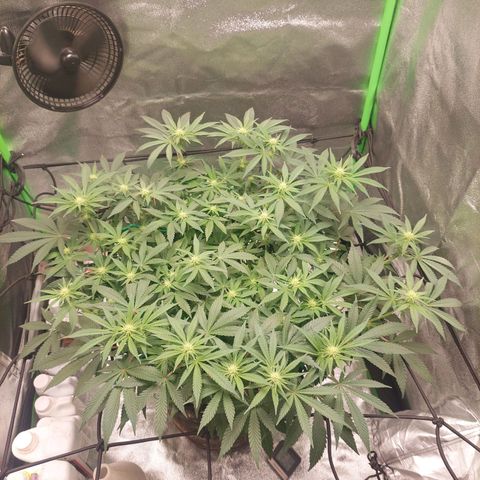 Royal Cookies growlog timeline photo