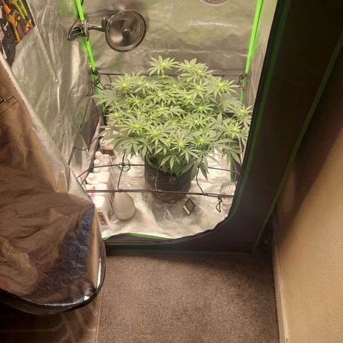 Royal Cookies growlog timeline photo