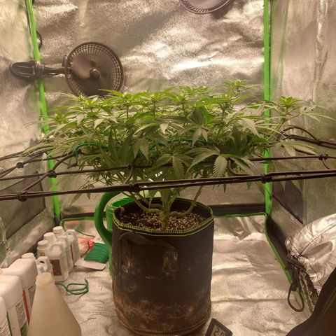 Royal Cookies growlog timeline photo