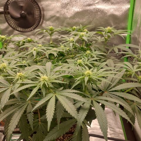 Royal Cookies growlog timeline photo