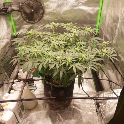 Royal Cookies growlog timeline photo