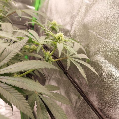 Royal Cookies growlog timeline photo
