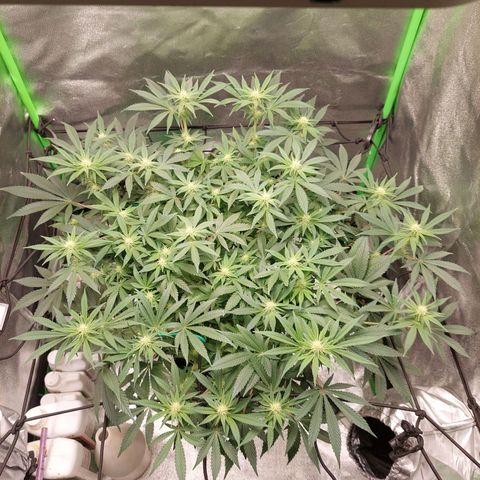 Royal Cookies growlog timeline photo