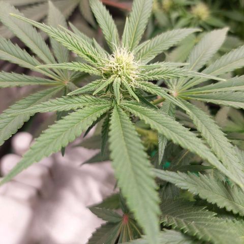 Royal Cookies growlog timeline photo