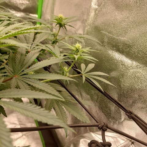 Royal Cookies growlog timeline photo