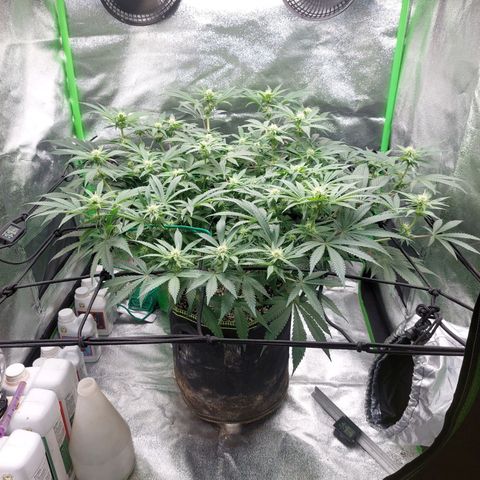 Royal Cookies growlog timeline photo