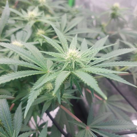 Royal Cookies growlog timeline photo