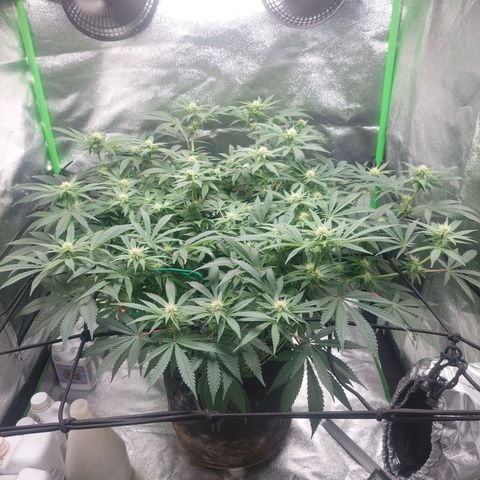 Royal Cookies growlog timeline photo