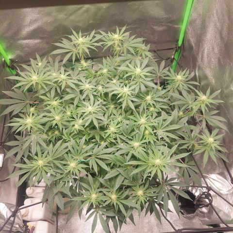 Royal Cookies growlog timeline photo