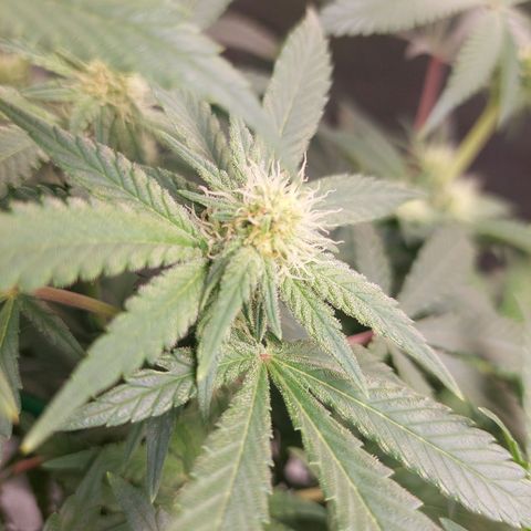 Royal Cookies growlog timeline photo