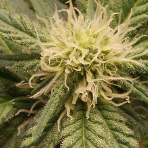 Royal Cookies growlog timeline photo