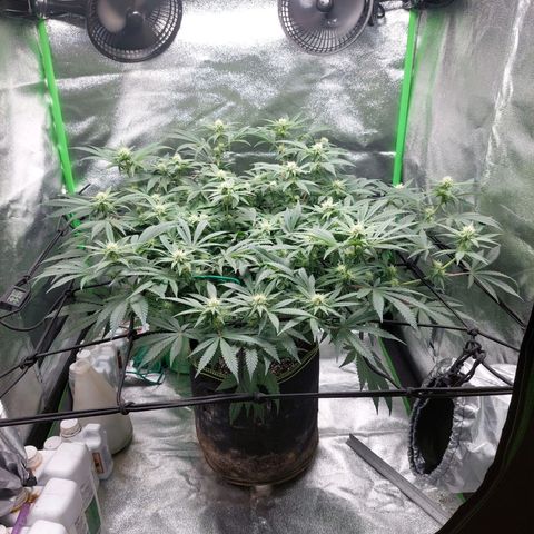 Royal Cookies growlog timeline photo