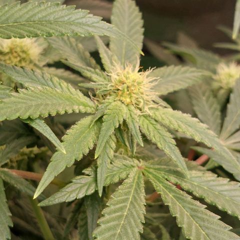 Royal Cookies growlog timeline photo