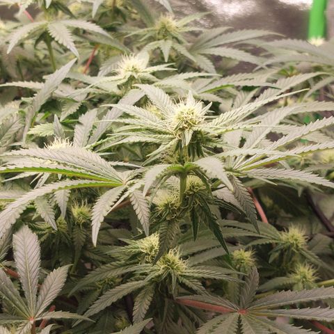 Royal Cookies growlog timeline photo