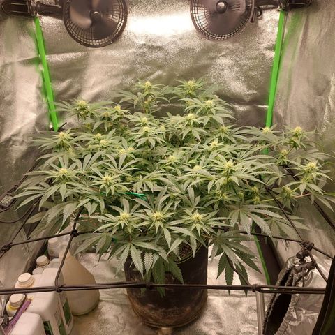 Royal Cookies growlog timeline photo