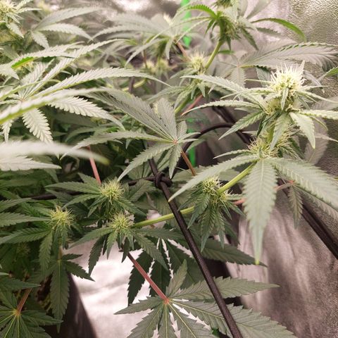 Royal Cookies growlog timeline photo