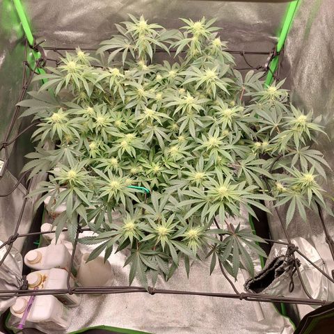 Royal Cookies growlog timeline photo