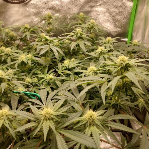 Royal Cookies growlog timeline photo
