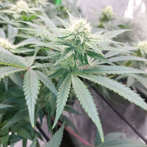 Royal Cookies growlog timeline photo