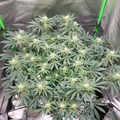 Royal Cookies growlog timeline photo