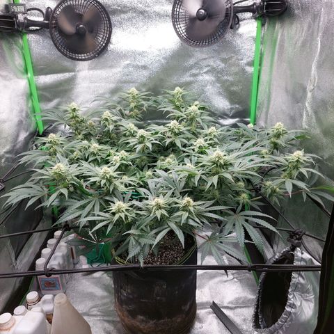 Royal Cookies growlog timeline photo