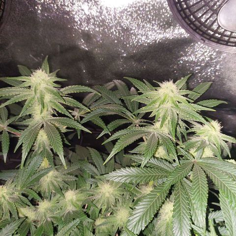 Royal Cookies growlog timeline photo