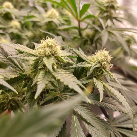Royal Cookies growlog timeline photo
