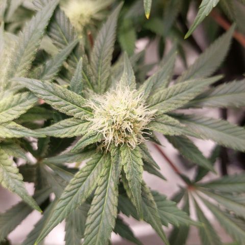 Royal Cookies growlog timeline photo