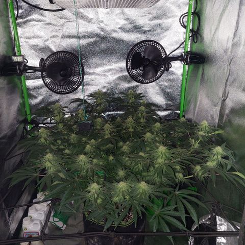 Royal Cookies growlog timeline photo