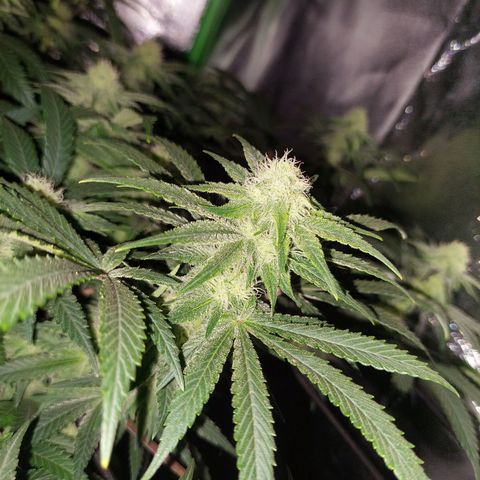 Royal Cookies growlog timeline photo