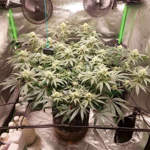 Royal Cookies growlog timeline photo