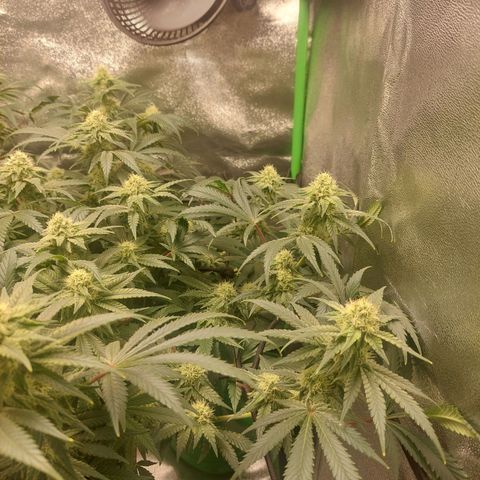 Royal Cookies growlog timeline photo